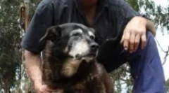 Колку е стар кучето за човечки стандарди: правила за броење